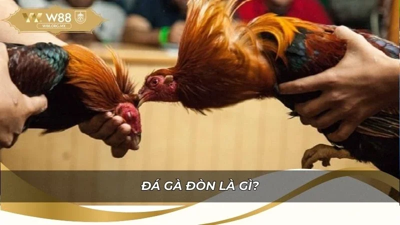 Đặc điểm của đá gà đòn truyền thống Việt Nam